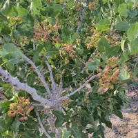 باغ-پسته-تخت-جمشید