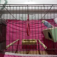 مرغ عشق تخم گذار تضمینی