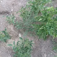 استخدام کشاورز