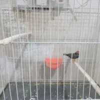 فنچ لپ سیاه نر|پرنده|مشهد, نیزه|دیوار