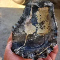 فسیل صدف ۲ محوره