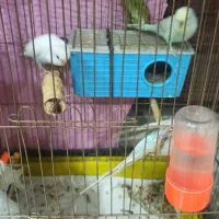 مرغ عشق دونه ای 150|پرنده|مشهد, میعاد (شهرک غرب)|دیوار