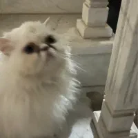 گربه پرشین|گربه|یزد, |دیوار