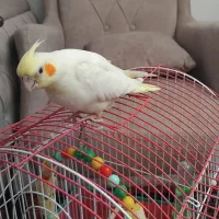 جوجه سرلاکی عروس هلندی دونخورشده معاوضه دارم|پرنده|صائین قلعه, |دیوار