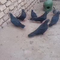 زاغ ابادانی و کتی|پرنده|یزد, |دیوار