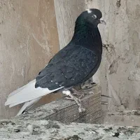 کبوتر پرشی|پرنده|پیر بکران, |دیوار