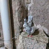 تهرانی زوردار|پرنده|کرمانشاه, |دیوار
