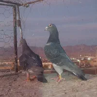 سبز مسافتی خورس لاری|پرنده|زاوه, |دیوار