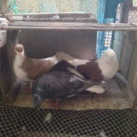 چند عدد کفتر خوب
