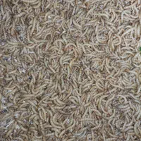 میلورم زنده