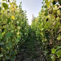 نهال صنوبر نیگرا به قیمت عمده