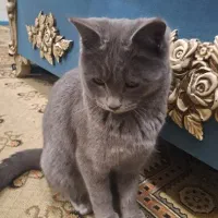 گربه راشن بلو