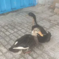 یک جفت اردک تخم گذار