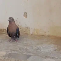 کبوتر