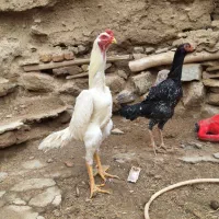 خروس و مرغ لاری