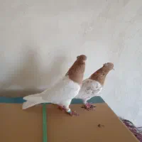 کبوتر کله زرد|پرنده|هریس, |دیوار