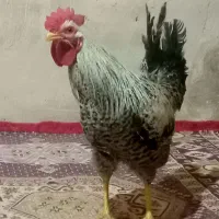 گمشده|حیوانات|اهر, |دیوار