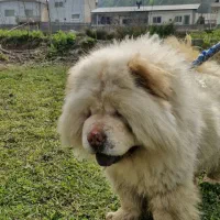 توله چاوچاو ماده سفید