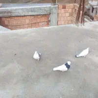 کفتر طوقی کله دم ژ