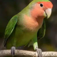 طوطی کوتوله