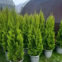 خدمات باغبانی فروش گل تعویض خاک گلدان گلکاری باغ|خدمات باغبانی و درختکاری|تهران, قیطریه|دیوار