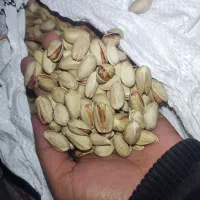 پستهی اکبری|خوردنی و آشامیدنی|خاتم, |دیوار