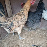 دو عدد مرغ|حیوانات مزرعه|فارسان, |دیوار