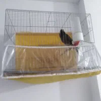 مینا سخن گو