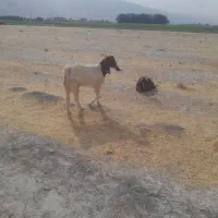 کهره سبک