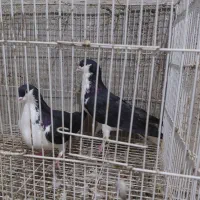 نروماده شیرسیاه