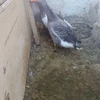 غازمحلی