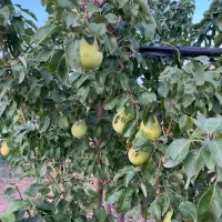 جنگل میوه ۷۵۰ متری تیکه ای از بهشت|فروش دفتر صنعتی، کشاورزی، تجاری|کرج, گلشهر|دیوار
