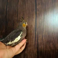 سرلاکی ۳۵ روزه|پرنده|بروجرد, |دیوار