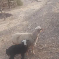 میش بره|حیوانات مزرعه|پاپی, |دیوار