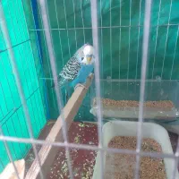 مرغ عشق نر مولد مست مست