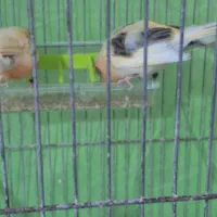 جوجه قناری