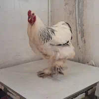 خروس و مرغ زینتی برهما