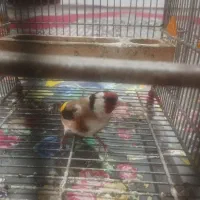 سهره وحش رام