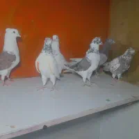 کفترپرشی گرفتنی