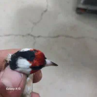 سهره حلب ۶ دانگ مست