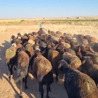 میش داشتی