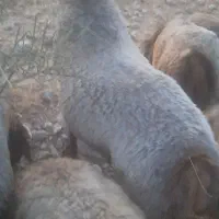 میش چاق وسرحال