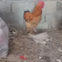 خروس برهما