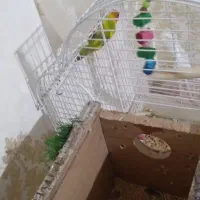 طوطی با۵تاتخم|پرنده|مرند, |دیوار