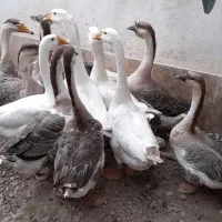 قوغاز|حیوانات مزرعه|کلاله, |دیوار