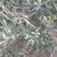 فروش-باغستان-زیتون-در-شهرستان-رودبار-روستای-گنجه