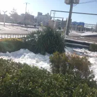 استخدام کارگر حرفه ای باغبانی گل و گیاه