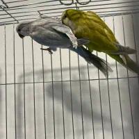 طوطی راهب سبز پسته ای و بلو اسکای|پرنده|آمل, |دیوار