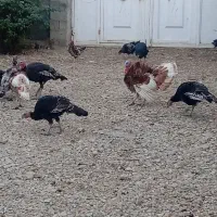 بوقلمون نر و ماده واکسن خورده