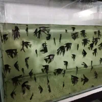 انواع ماهی آکواریوم (سالن تکثیر)|ماهی|تبریز, |دیوار